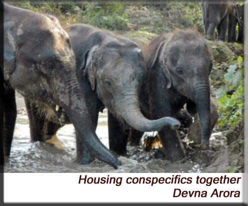 Devna Arora - Housing social species together